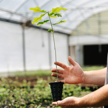 Image of Overcup Oak Seedling.